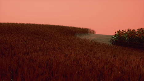 campo de trigo dorado en el paisaje del atardecer