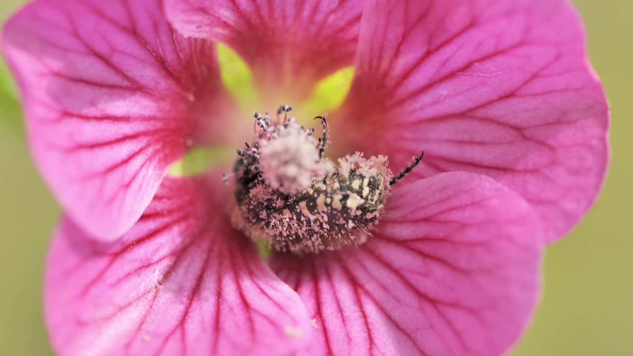 un insecto lleno de polen en una flor rosada de cerca
