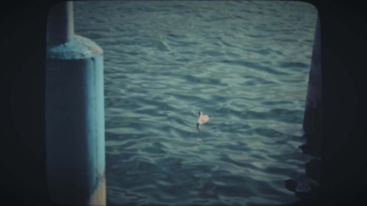 Duck swimming in the lake to catch food