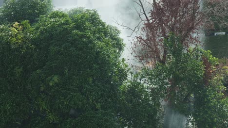 humo que se eleva detrás de los árboles verdes del bosque tropical durante el día, vista estática