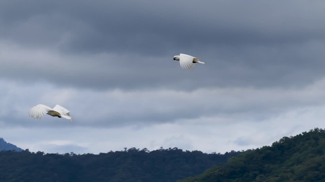 Aerial view of sulphur-crested cockatoos soaring above lush tropical forests in Port Douglas, Australia, under a cloudy sky