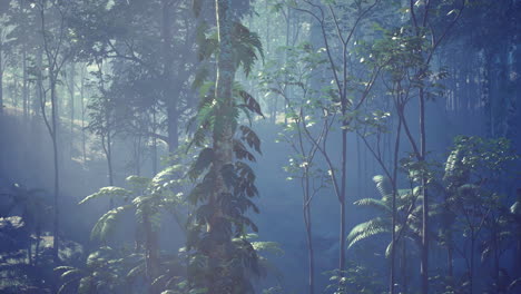 sunlight filtering through lush forest foliage in a serene environment