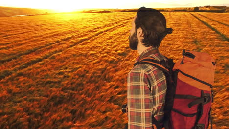 hiking through golden field, backpacker enjoying sunset