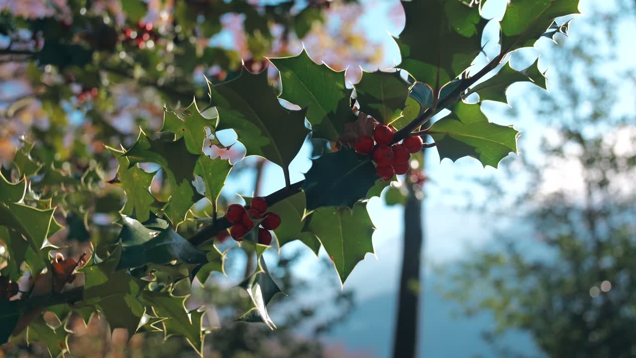 Sunlit holly leaves and berries in Weesen forest Glarus region Switzerland