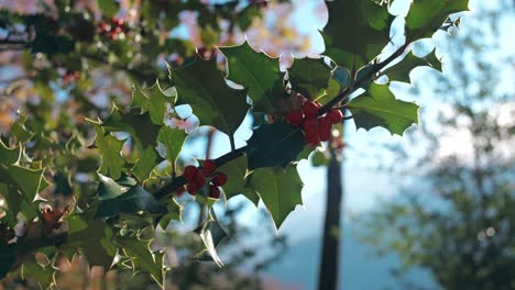 sunlit holly leaves and berries in weesen forest glarus region switzerland