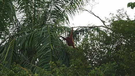 orangutan moving mid-air from tree branch to palm fronds above rainforest canopy in sabah, malaysia. low angle shot, slow motion