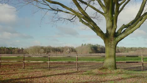 Kahler-Baum,-Zaun-Und-Windmühlen-Landschaftshintergrund,-Feste-Aufnahme