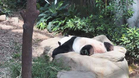 Giant-panda,-ailuropoda-melanoleuca,-sleep-on-the-belly-on-a-relaxing-afternoon-at-animal-sanctuary-at-Singapore-zoo,-Mandai-wildlife-reserve,-Southeast-Asia,-cinematic-handheld-shot