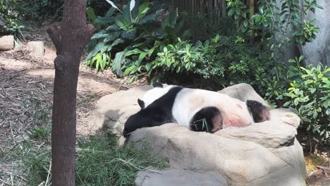 panda gigante, ailuropoda melanoleuca, dormir boca abajo en una tarde relajante en el santuario de animales en el zoológico de singapur, reserva de vida silvestre mandai, sudeste de asia, toma cinematográfica de mano