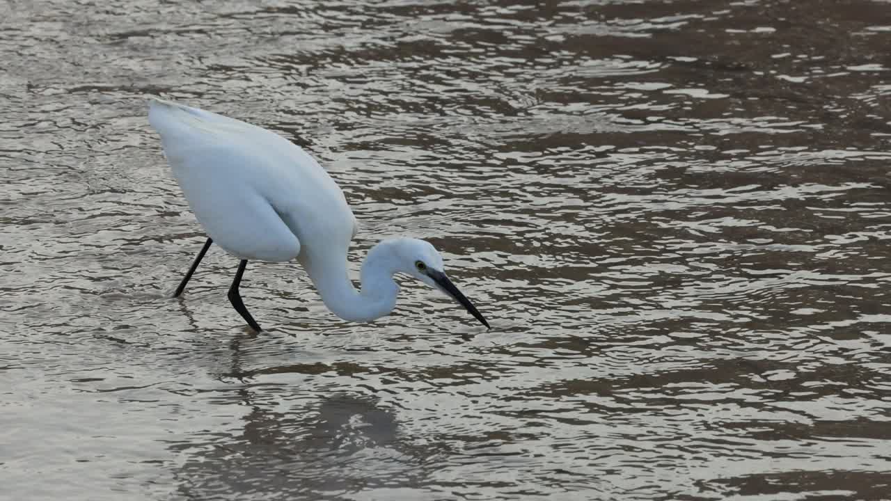 물결 을 일으키는 물 에서 물고기 를 잡는 독수리