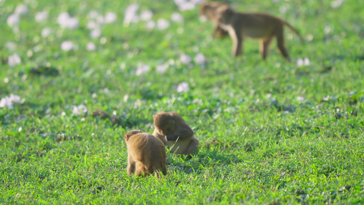 インドの緑豊かな芝生の上で毛づくろいをしたり遊んだりする野生のマカクザル。野生動物や自然の物語作りに最適。