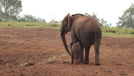 mother and baby elephant roaming in aberdare national park, kenya, africa