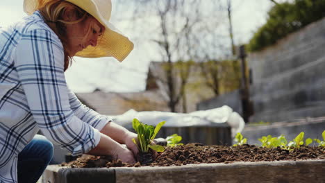 woman planting vegetables in a raised garden bed