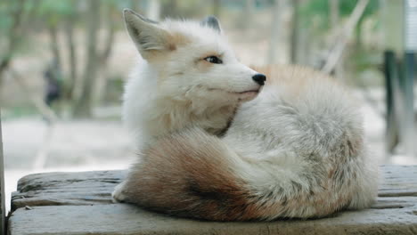 sleepy gold platinum fox turns its head while lying at zao fox village in miyagi, japan