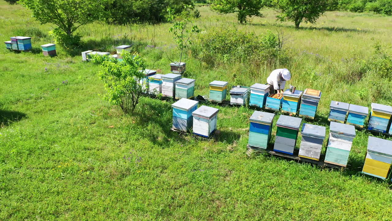 Apiary in summer. Wooden hives on green grass among nature. Male apiculturist inspects bees in a bright day. Aerial view.