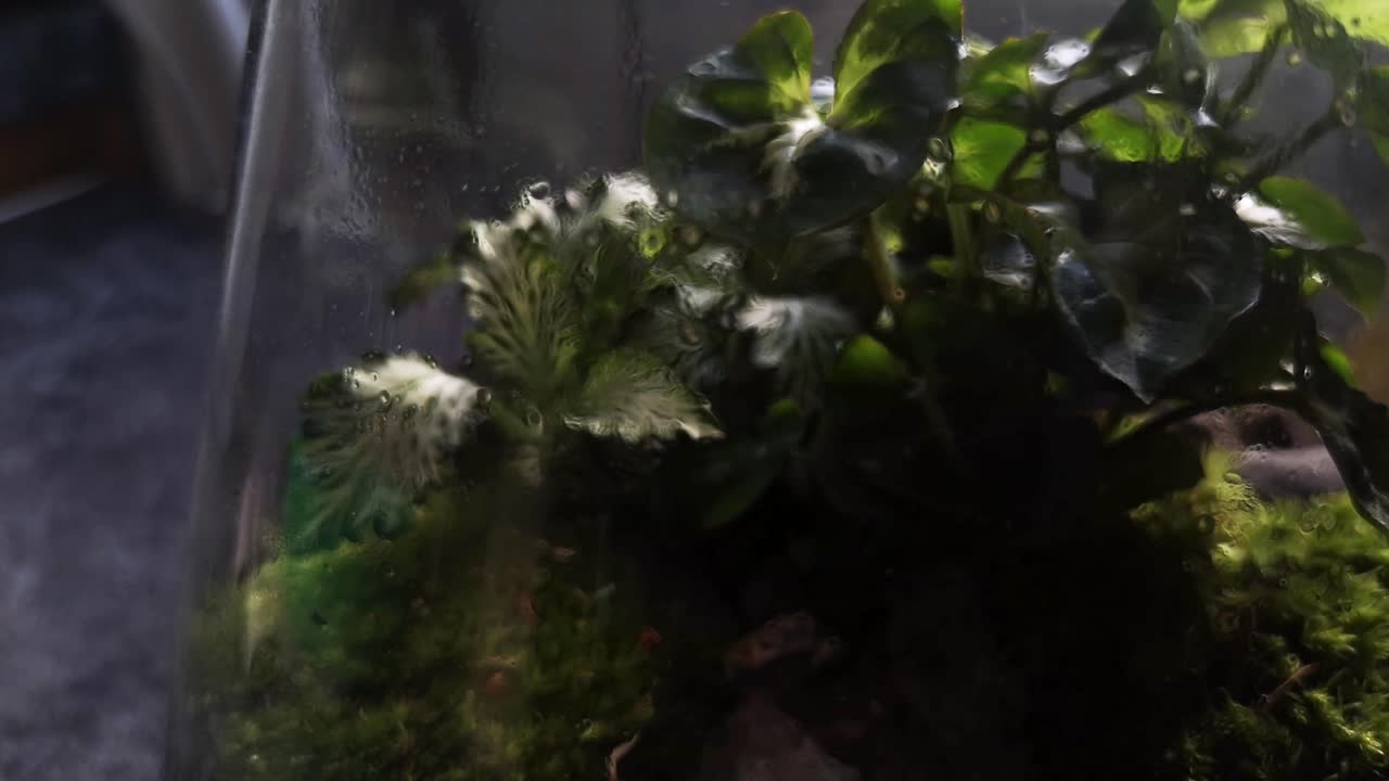 유리 플라스크 천연 이끼 테라리움 미니어처 성장하는 식물 생태계 돌리 왼쪽 근접 촬영