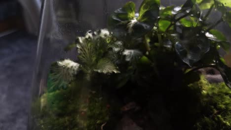 matraz de vidrio terrario de musgo natural en miniatura creciente ecosistema botánico dolly izquierda primer plano