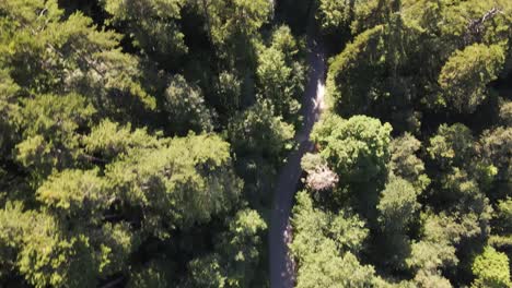 forest nature aerial drone road