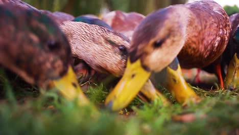 patos juntos comiendo comida picoteando el suelo en un grupo