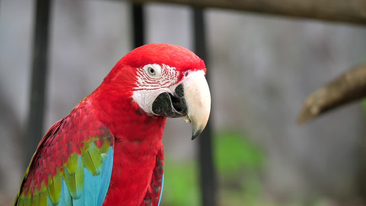el loro rojo está comiendo un bocado