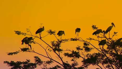 flock of open-billed stork birds perching over trees during sunset