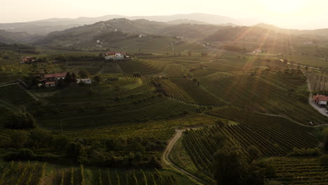 vineyards at sunset in the italian hills