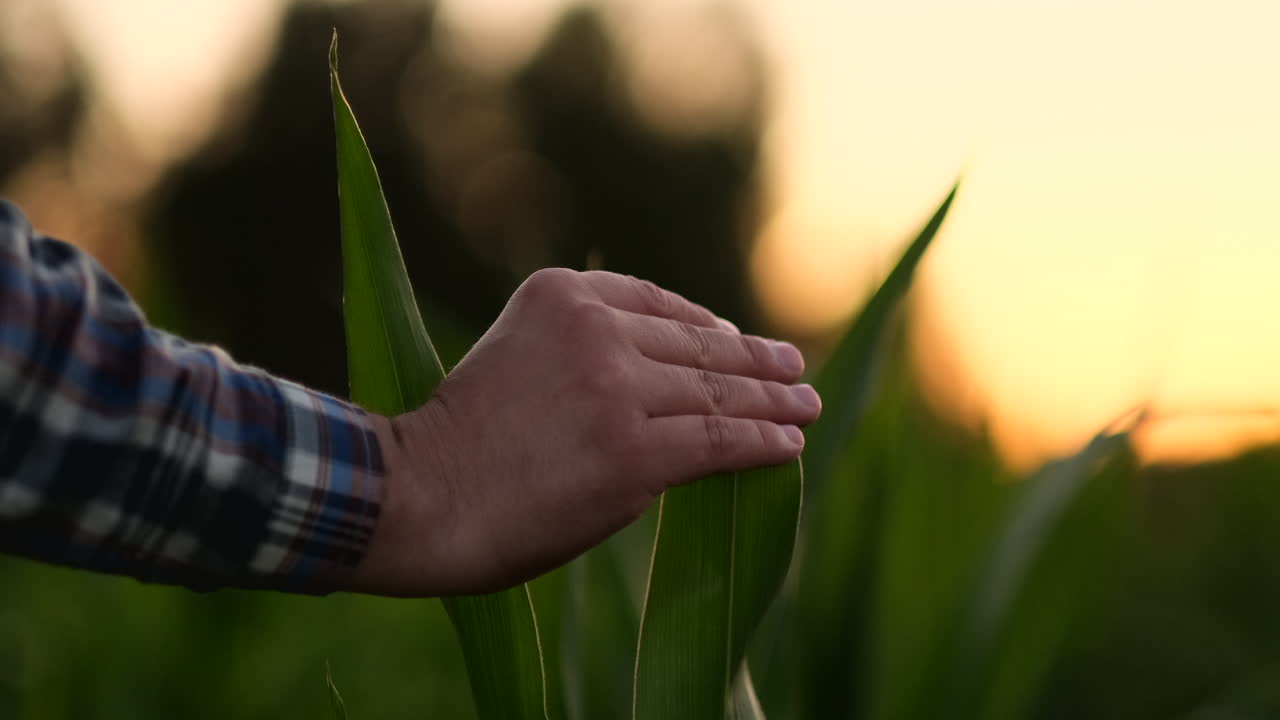 Contadino che esamina le piante di mais al tramonto. Primo piano della mano che tocca una foglia di mais nel campo