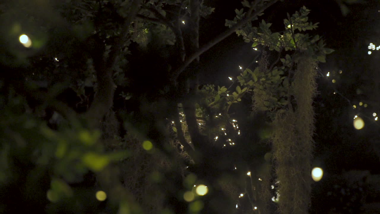 Magical Night Scene: Tree Adorned with Fairy Lights and Spanish Moss