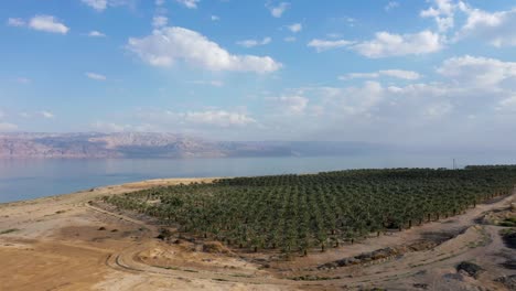 Aerial-fly-down-toward-Palm-Plantation-with-the-Dead-Sea-in-the-background,-Drone-shot