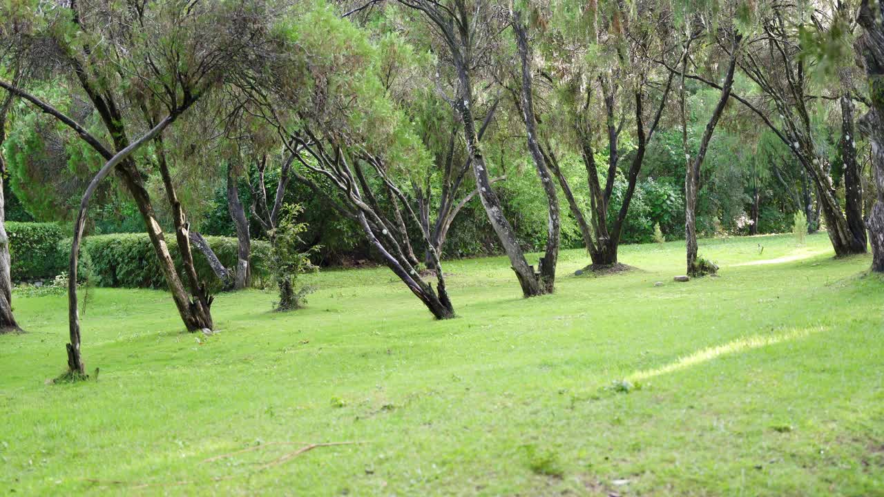 비오는 날 일본 정원의 나무들