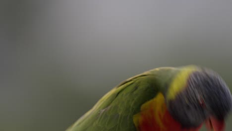 colorido loro arcoiris relajándose en una hermosa luz durante la puesta de sol