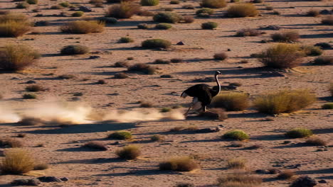 ostrich running across the desert