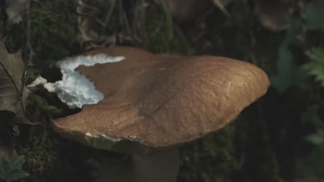 close up of organic edible boletus mushroom in