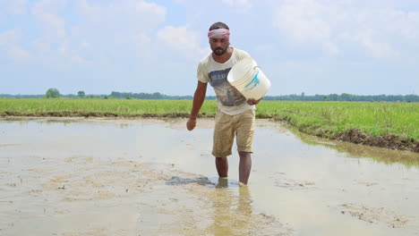 Indian-male-farmer-spreading-rice-seeds-by-hand-in-the-plowed-field-on-a-sunny-day