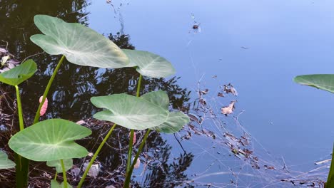 lotus leaves floating on a serene pond