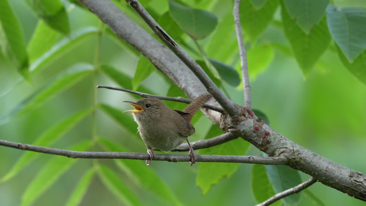 un cuervo de casa posado en un pequeño árbol que se agita en los alrededores