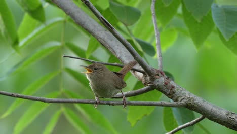 a house wren perched in a small tree fussing at the surroundings