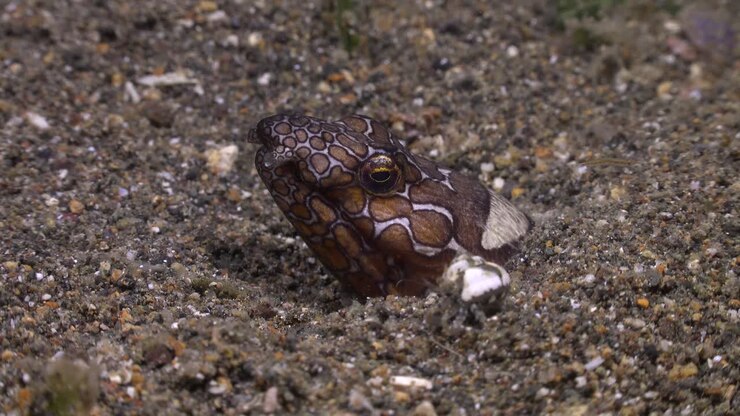 Napoleon snake eel and small hermit crab on coral reef in the Philippines