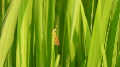 Butterfly-hiding---green-grass---rice-grass-