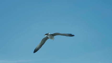 seagull in flight