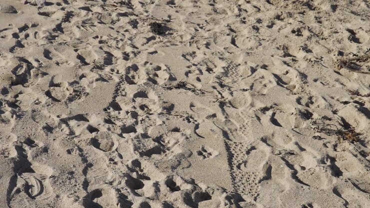 High angle shot of numerous human footprints, tire tracks, and dried seaweed scattered across a textured sandy beach. Perfect for travel, nature, and coastal environmental themes