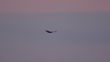 a flock of red-throated caracara flies in foreground of a beautiful sky at dusk, following shot