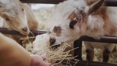 the goats in the barn are treated to fresh hay. a farmer feeds his pets from his hand