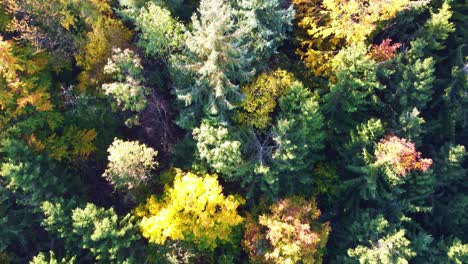 downward aerial view flying past fir trees and revealing views of already leafless trees