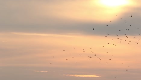 Bandadas-De-Pájaros-Volando-En-El-Cielo-Del-Amanecer