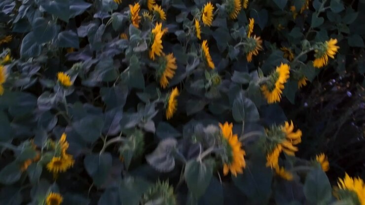 Looking Down into a Dark Field of Sunflowers at Sunset in Finland