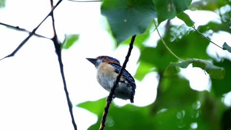 Seen-from-under-facing-to-the-left-as-it-looks-around,-Banded-Kingfisher-Lacedo-pulchella,-Thailand