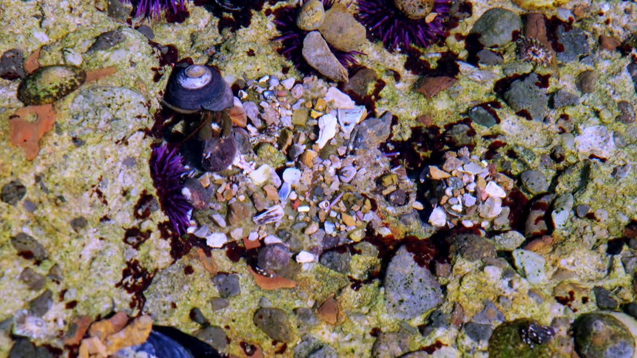 Hermit crab, purple sea urchins, and assorted shells in a clear shallow vibrant tide pool