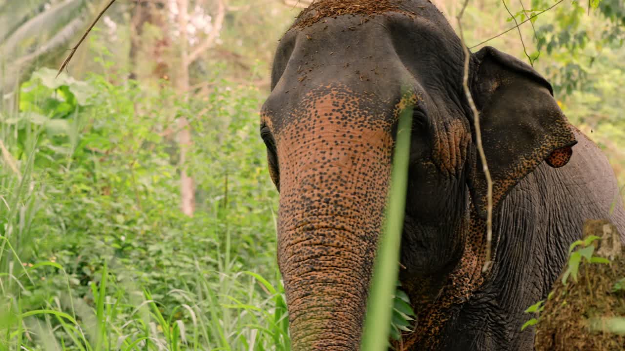 Intimate close-up footage of Asian elephants in the dense jungle of Sri Lanka during sunset.