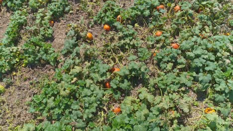 una vista aérea de cerca de las tierras de cultivo amish y el campo con campos de calabaza en un día soleado de verano